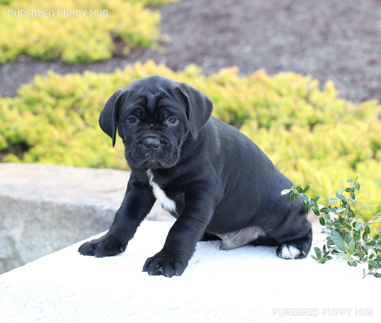 Dax - Cane Corso puppy